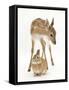 Fallow Deer (Dama Dama) Portrait of Fawn Standing over a Sandy Netherland-Cross Rabbit-Mark Taylor-Framed Stretched Canvas