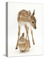 Fallow Deer (Dama Dama) Portrait of Fawn Standing over a Sandy Netherland-Cross Rabbit-Mark Taylor-Stretched Canvas