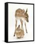 Fallow Deer (Dama Dama) Portrait of Fawn Standing over a Sandy Netherland-Cross Rabbit-Mark Taylor-Framed Stretched Canvas