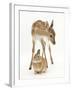 Fallow Deer (Dama Dama) Portrait of Fawn Standing over a Sandy Netherland-Cross Rabbit-Mark Taylor-Framed Photographic Print