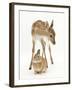 Fallow Deer (Dama Dama) Portrait of Fawn Standing over a Sandy Netherland-Cross Rabbit-Mark Taylor-Framed Photographic Print