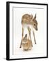 Fallow Deer (Dama Dama) Portrait of Fawn Standing over a Sandy Netherland-Cross Rabbit-Mark Taylor-Framed Photographic Print