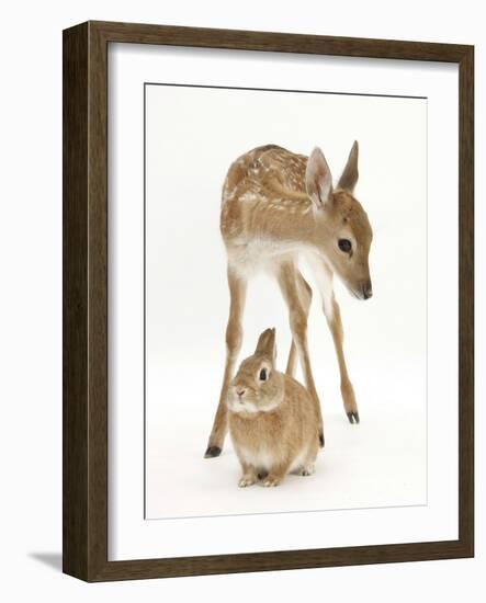 Fallow Deer (Dama Dama) Portrait of Fawn Standing over a Sandy Netherland-Cross Rabbit-Mark Taylor-Framed Photographic Print