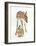 Fallow Deer (Dama Dama) Portrait of Fawn Standing over a Sandy Netherland-Cross Rabbit-Mark Taylor-Framed Photographic Print