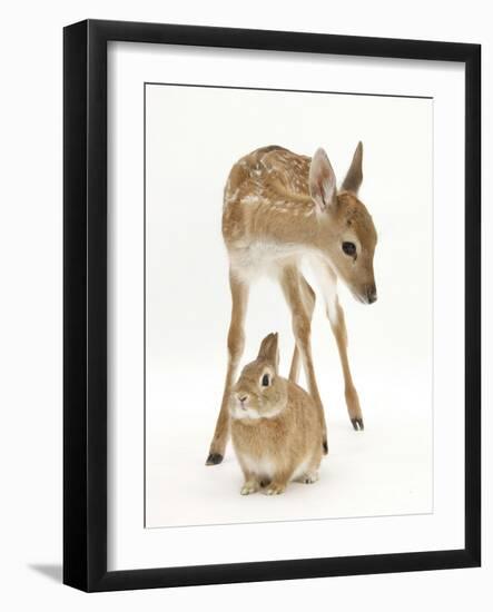 Fallow Deer (Dama Dama) Portrait of Fawn Standing over a Sandy Netherland-Cross Rabbit-Mark Taylor-Framed Photographic Print