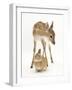 Fallow Deer (Dama Dama) Portrait of Fawn Standing over a Sandy Netherland-Cross Rabbit-Mark Taylor-Framed Photographic Print