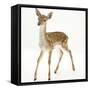 Fallow Deer (Dama Dama) Portrait of Fawn Standing-Mark Taylor-Framed Stretched Canvas