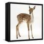 Fallow Deer (Dama Dama) Portrait of Fawn Standing-Mark Taylor-Framed Stretched Canvas