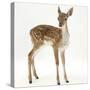 Fallow Deer (Dama Dama) Portrait of Fawn Standing-Mark Taylor-Stretched Canvas