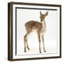 Fallow Deer (Dama Dama) Portrait of Fawn Standing-Mark Taylor-Framed Photographic Print