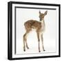 Fallow Deer (Dama Dama) Portrait of Fawn Standing-Mark Taylor-Framed Photographic Print