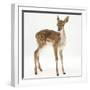 Fallow Deer (Dama Dama) Portrait of Fawn Standing-Mark Taylor-Framed Photographic Print