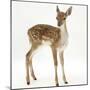 Fallow Deer (Dama Dama) Portrait of Fawn Standing-Mark Taylor-Mounted Photographic Print