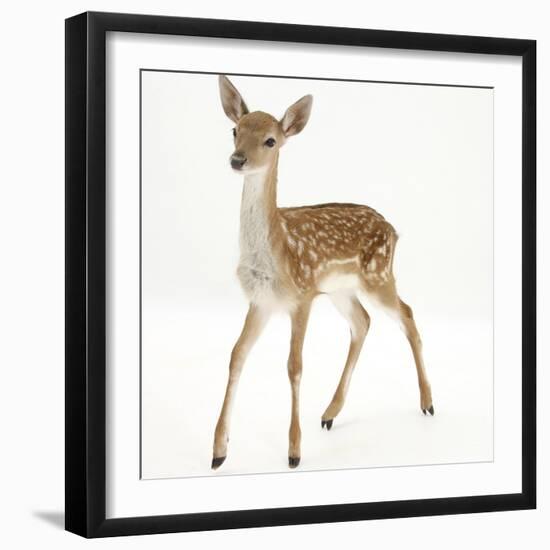 Fallow Deer (Dama Dama) Portrait of Fawn Standing-Mark Taylor-Framed Photographic Print