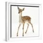 Fallow Deer (Dama Dama) Portrait of Fawn Standing-Mark Taylor-Framed Photographic Print