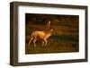 Fallow Deer (Dama Dama) Stag Walking at Dawn, Bradgate Park, Leicestershire, England, UK, October-Danny Green-Framed Photographic Print