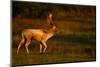 Fallow Deer (Dama Dama) Stag Walking at Dawn, Bradgate Park, Leicestershire, England, UK, October-Danny Green-Mounted Photographic Print