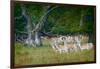 Fallow Deer. Dyrehaven. Denmark-Tom Norring-Framed Premium Photographic Print