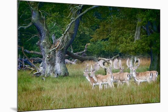 Fallow Deer. Dyrehaven. Denmark-Tom Norring-Mounted Premium Photographic Print