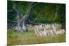 Fallow Deer. Dyrehaven. Denmark-Tom Norring-Mounted Premium Photographic Print