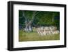 Fallow Deer. Dyrehaven. Denmark-Tom Norring-Framed Photographic Print