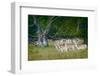 Fallow Deer. Dyrehaven. Denmark-Tom Norring-Framed Photographic Print