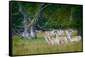 Fallow Deer. Dyrehaven. Denmark-Tom Norring-Framed Stretched Canvas