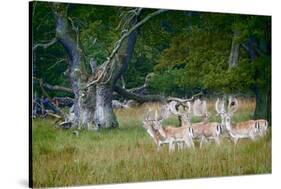 Fallow Deer. Dyrehaven. Denmark-Tom Norring-Stretched Canvas