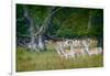 Fallow Deer. Dyrehaven. Denmark-Tom Norring-Framed Photographic Print