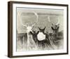 Fallow Deer Herd-Wink Gaines-Framed Giclee Print