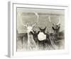 Fallow Deer Herd-Wink Gaines-Framed Giclee Print