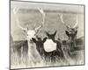 Fallow Deer Herd-Wink Gaines-Mounted Giclee Print