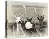 Fallow Deer Herd-Wink Gaines-Stretched Canvas