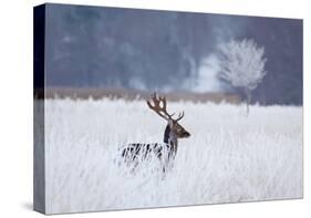 Fallow Deer In The Frozen Winter Landscape-Allan Wallberg-Stretched Canvas