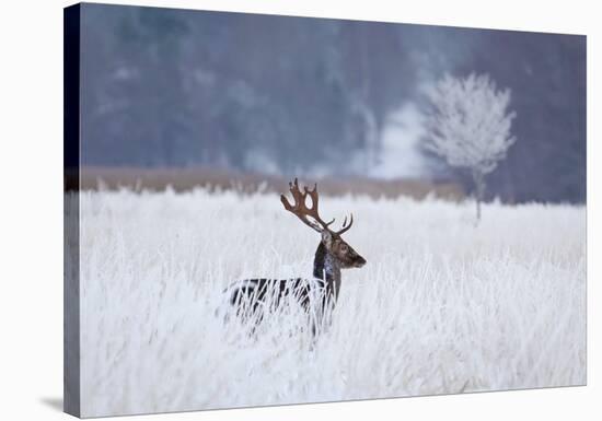Fallow Deer In The Frozen Winter Landscape-Allan Wallberg-Stretched Canvas