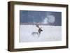 Fallow Deer in the Frozen Winter Landscape-Allan Wallberg-Framed Photographic Print