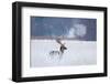 Fallow Deer in the Frozen Winter Landscape-Allan Wallberg-Framed Photographic Print