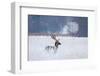 Fallow Deer in the Frozen Winter Landscape-Allan Wallberg-Framed Photographic Print