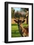 Fallow Deer Portrait-engraver-Framed Photographic Print