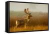 Fallow Deer Stag in Mist at Sunrise-null-Framed Stretched Canvas