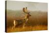 Fallow Deer Stag in Mist at Sunrise-null-Stretched Canvas