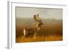 Fallow Deer Stag in Mist at Sunrise-null-Framed Photographic Print