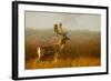 Fallow Deer Stag in Mist at Sunrise-null-Framed Photographic Print