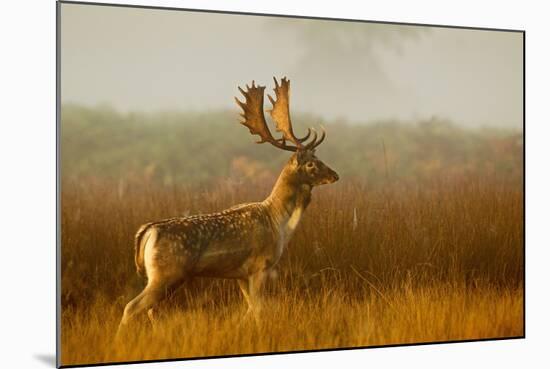 Fallow Deer Stag in Mist at Sunrise-null-Mounted Photographic Print