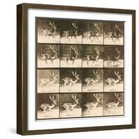 Fallow Deer-Eadweard Muybridge-Framed Giclee Print