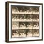 Fallow Deer-Eadweard Muybridge-Framed Giclee Print