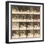 Fallow Deer-Eadweard Muybridge-Framed Giclee Print