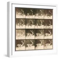 Fallow Deer-Eadweard Muybridge-Framed Giclee Print