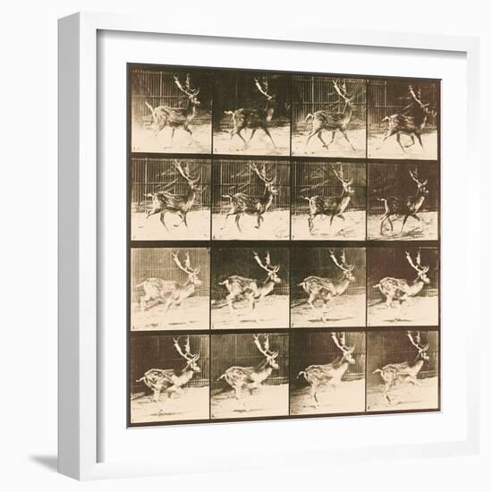 Fallow Deer-Eadweard Muybridge-Framed Giclee Print