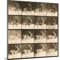 Fallow Deer-Eadweard Muybridge-Mounted Giclee Print